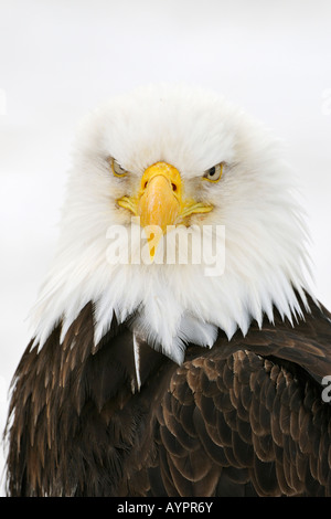 Aquila calva (Haliaeetus leucocephalus) ritratto, Kenai Peninsula, Alaska, STATI UNITI D'AMERICA Foto Stock