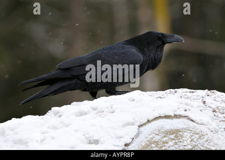 Comune - o Northern Corvo Imperiale (Corvus corax), penisola di Kenai, Alaska, STATI UNITI D'AMERICA Foto Stock