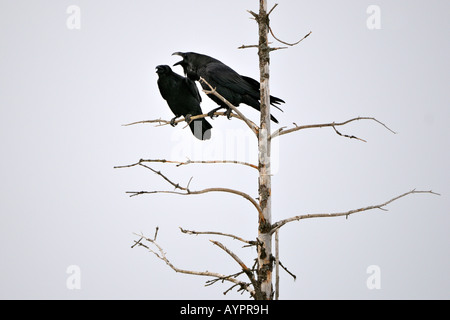 Comune - o corvi settentrionale (Corvus corax), allevamento giovane, di corteggiamento, Penisola di Kenai, Alaska, STATI UNITI D'AMERICA Foto Stock