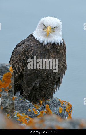 Aquila calva (Haliaeetus leucocephalus) arroccato su di lichene, rocce coperte, Penisola di Kenai, Alaska, STATI UNITI D'AMERICA Foto Stock