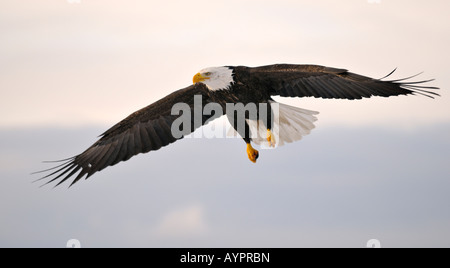 Aquila calva (Haliaeetus leucocephalus) in volo, Penisola di Kenai, Alaska, STATI UNITI D'AMERICA Foto Stock