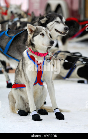 Siberian Husky, slitte trainate da cani all'inizio dell'Iditarod Sleddog Race, dogsled più lunga gara in tutto il mondo tra ancoraggio e Foto Stock