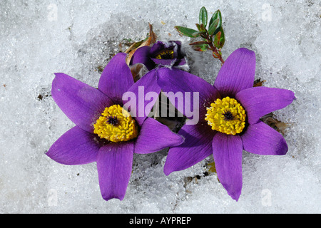 (Anemone Pulsatilla vulgaris), fioritura precoce poco dopo snowmelt, Schwaebische Alb, Baden-Wuerttemberg, Germania Foto Stock