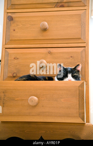 Un gatto dorme IN UN CASSETTO APERTO IN CAMERA DA LETTO Foto Stock