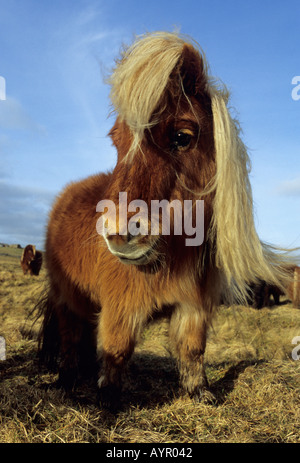 PONY SHETLAND Le Isole Shetland Scozia UK Foto Stock