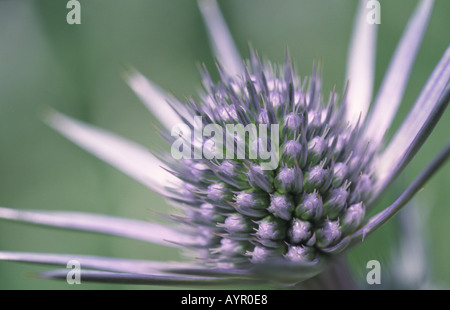 Close-up del centro di un Eryngium bourgatii Foto Stock