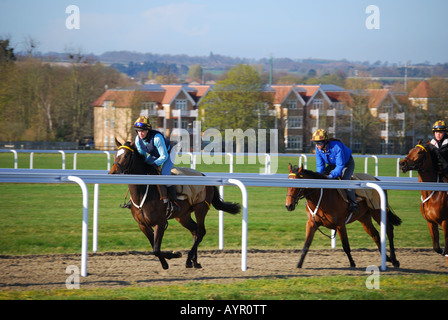 La mattina presto addestramento cavalli run, Newmarket, Suffolk, Inghilterra, Regno Unito Foto Stock