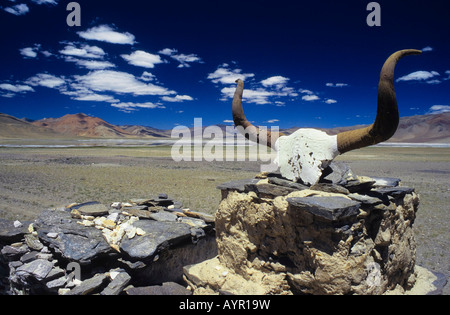 Mani iscrizioni su un cranio di yak, Himalaya, Ladakh, India Foto Stock