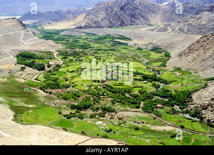 Ripresa aerea della zona agricola, orzo, nei pressi di Leh, Indus River Valley, Himalaya, Ladakh, India Foto Stock