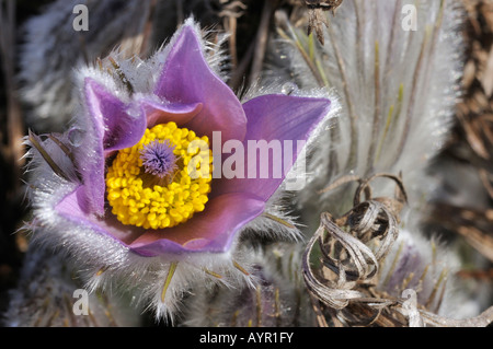 Haller il "Pasque Flower (Pulsatilla halleri) Foto Stock