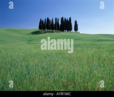 Cipresso grove nei pressi di San Quirico, Val d'Orcia, Toscana, Italia Foto Stock