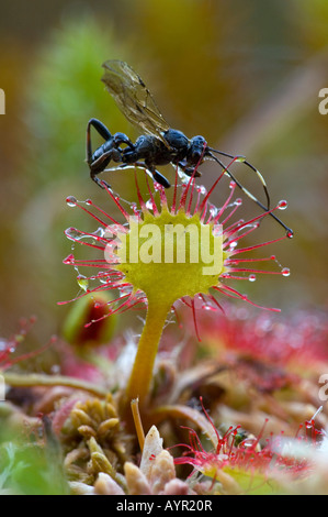 Gli insetti appollaiato su un round-lasciava Sundew (drosera rotundifolia) Foto Stock