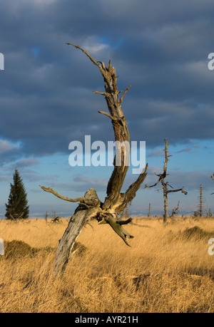 Albero morto, Hautes Fagnes (Hautes Fagnes, Hohes Venn) regione brughiera, Belgio/Germania Foto Stock