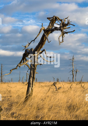 Albero morto, Hautes Fagnes (Hautes Fagnes, Hohes Venn) regione brughiera, Belgio/Germania Foto Stock