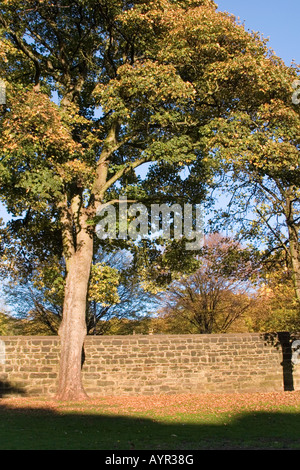 Abbazia di Kirkstall motivi Leeds West Yorkshire Regno Unito Autunno 2007 Foto Stock