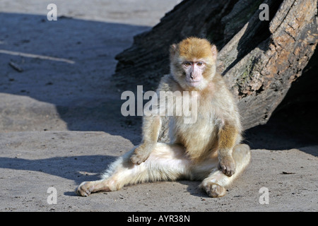 Barbary Macaque (Macaca sylvanus), Marocco, Africa del Nord Foto Stock