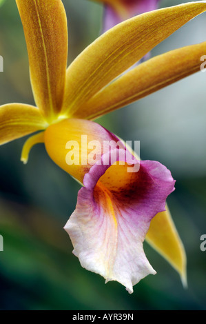 Nun's cofano - o orchidea palustre (Phaius tancarvilleae) Foto Stock