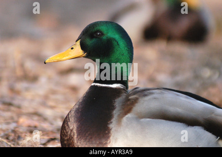 Un profilo ravvicinato di un'anatra d'acqua maschile con una testa verde vibrante e un becco giallo, che poggia sul terreno in un ambiente naturale. Foto Stock