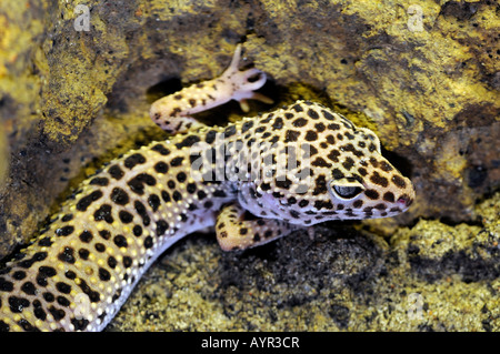 Leopard Gecko (Eublepharis macularius) Foto Stock