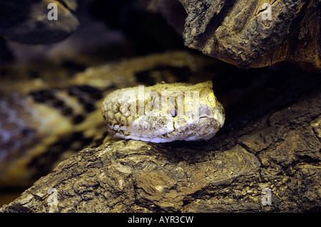 Legname, Rattlesnake Rattlesnake canneto o nastrare Rattler (Crotalus horridus atricaudatus) Foto Stock