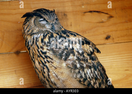 Primo piano di un maestoso gufo con gli occhi chiusi, appoggiato su uno sfondo di legno. Vista dettagliata delle piume e dei ciuffi di orecchie. Foto Stock