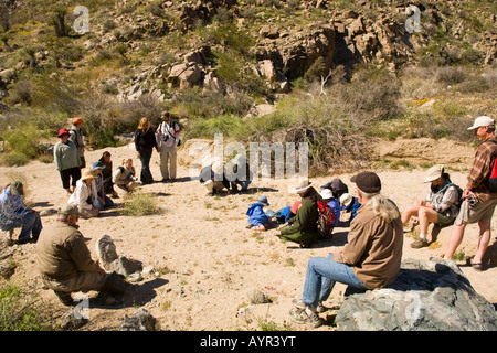 Joshua Tree National Park, California; ranger del parco parlando di Chia Salvia columbariae sulla passeggiata di fiori selvaggi Foto Stock