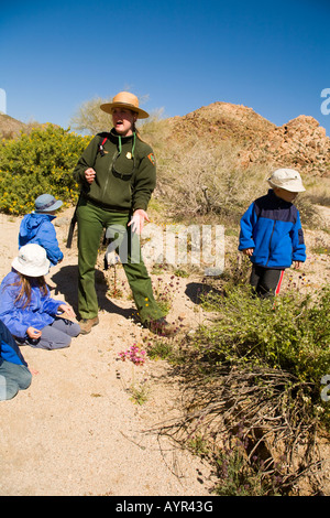 Joshua Tree National Park, California; ranger del parco parlando di Bigelow Mimulus o monkeyflower Mimulus bigelovii su millefiori Foto Stock