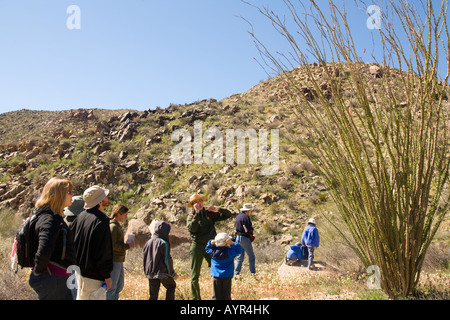 Joshua Tree National Park California ranger del parco parlando di fioritura Ocotillo Fouquieria splendens sulla passeggiata di fiori selvaggi Foto Stock