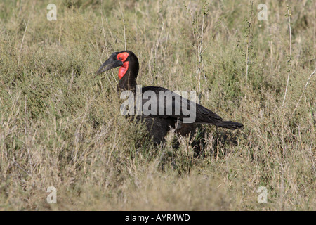Massa meridionale Hornbill in Tanzania in Africa Foto Stock