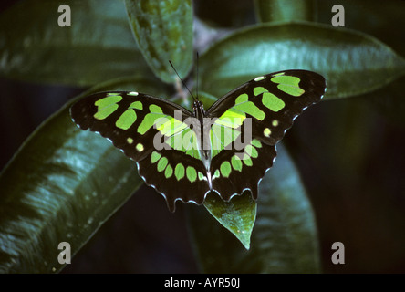 Malachite Butterfly (Siproeta stelenes biplagiata), Costa Rica, America Centrale Foto Stock