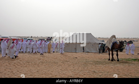 Un cammello arabo in un festival di cammelli nel deserto vicino a Zayed City, Abu Dhabi, Emirati Arabi Uniti. Foto Stock