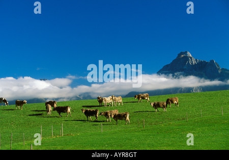 Vacche su un prato vicino Hopfen, Saeuling, Est Allgaeu, Baviera, Germania, Europa Foto Stock