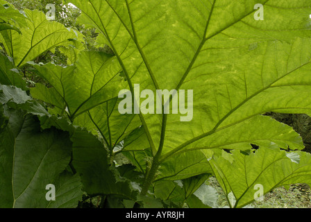 Gunnera manicata in un giardino Powis, Wales UK . Foto Stock