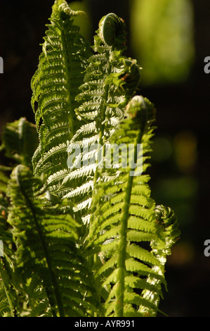 Primo piano di fronde di felce e fronde di fiddlehead verdi vivaci che si dispiegano alla luce del sole su uno sfondo scuro. Foto Stock