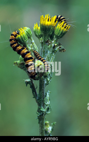 Il cinabro Moth bruchi (Tyria jacobaeae) su un'erba tossica (Senecio jacobaea) Foto Stock