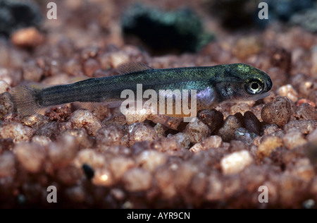 Giovani trote arcobaleno (Oncorhynchus mykiss) Foto Stock