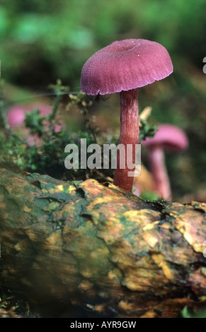 Amethyst Deceiver fungo (Laccaria amethystea) Foto Stock