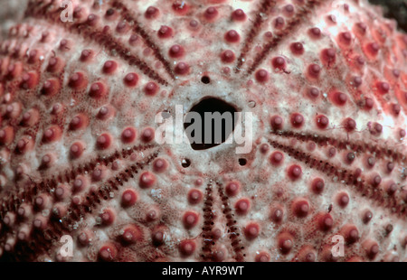 Dead sea urchin (Echinoidea) Foto Stock