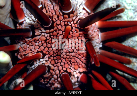 Dettaglio, matite di ardesia Urchin (Heterocentrotus mammilatus), Mar Rosso Foto Stock