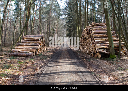 Pile di tronchi, alberi tagliati giù dopo una tempesta, Hesse, Germania Foto Stock