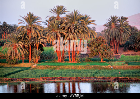 Tramonto sul Fiume Nilo vicino a Aswan. Foto Stock