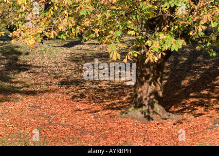 Abbazia di Kirkstall motivi Leeds West Yorkshire Regno Unito Autunno 2007 Foto Stock