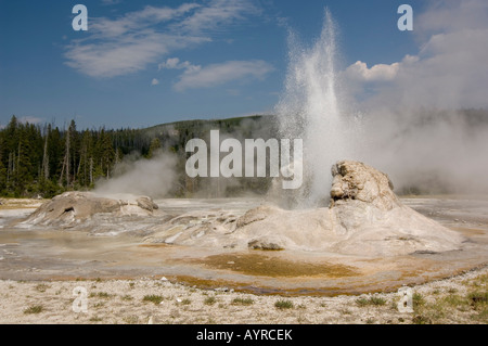 Grotto Geyser in Upper Geyser Basin, il Parco Nazionale di Yellowstone, Wyoming USA Foto Stock