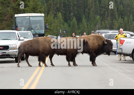 American Buffaloes (Bison bison) in piedi nel mezzo di una autostrada circondata da turisti e automobili, il Parco Nazionale di Yellowstone Foto Stock