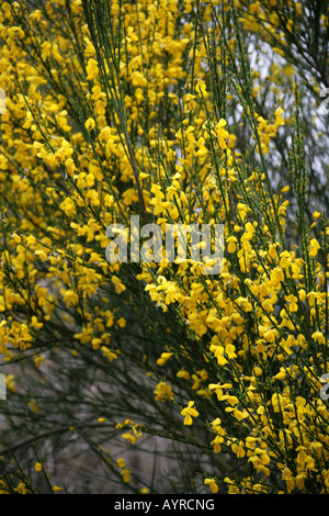 Scopa comune Cytisus scoparius subsp maritimus Fabaceae Foto Stock