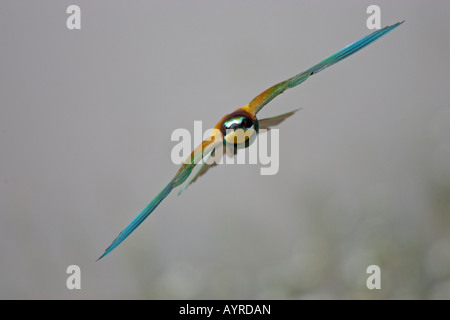 Unione Gruccione (Merops apiaster) in volo, Estremadura, Spagna, Europa Foto Stock