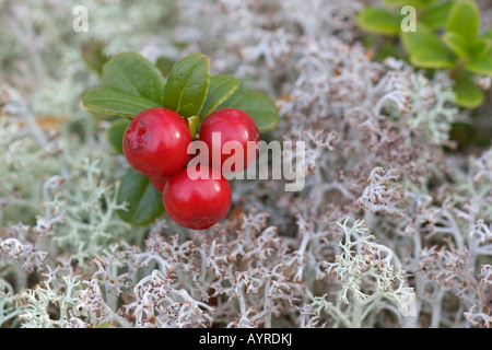 Lingonberries o Cowberries (Vaccinium vitis-idaea), la Finlandia, la Scandinavia, Europa Foto Stock