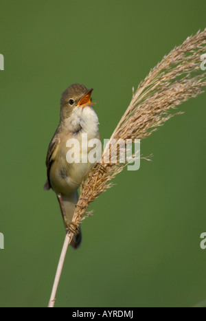 Marsh trillo (Acrocephalus palustris) Neusiedler See (lago di Neusiedl), Austria e Europa Foto Stock