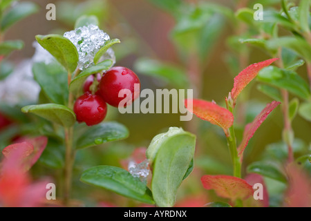 Lingonberries o Cowberries (Vaccinium vitis-idaea), la Finlandia, la Scandinavia, Europa Foto Stock