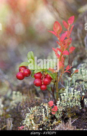 Lingonberries o Cowberries (Vaccinium vitis-idaea), la Finlandia, la Scandinavia, Europa Foto Stock